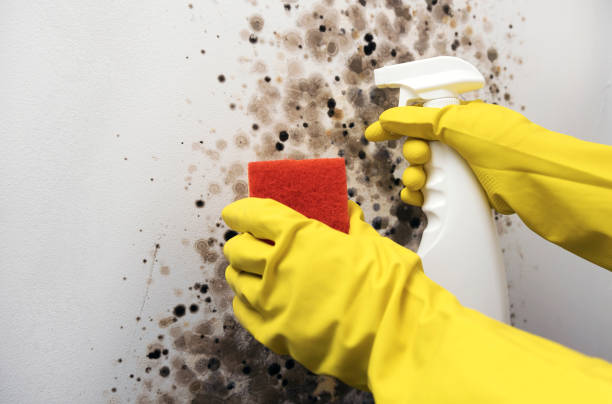 Best Residential Mold Removal  in Los Banos, CA